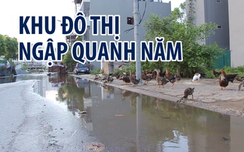 Vịt bơi tung tăng, trâu lội bì bõm trên con đường ngập quanh năm ở Hà Nội