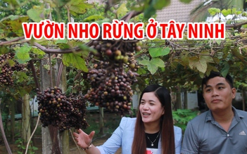 Hàng ngàn người đến chiêm ngưỡng vườn nho rừng độc đáo ở Tây Ninh