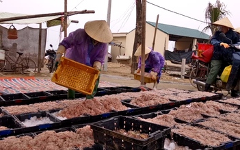 Ngư dân Thanh Hóa kiếm tiền triệu mỗi ngày nhờ trúng đậm mùa ruốc biển