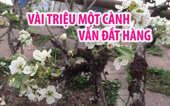 Hoa lê trắng Sa Pa giá vài triệu một cành vẫn đắt hàng