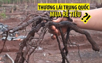 Thương lái Trung Quốc thu mua rễ tiêu Việt Nam để làm gì?