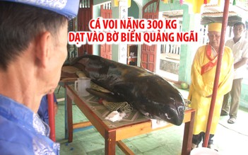Cá voi dài 3 m, nặng 300 kg dạt vào bờ biển Quảng Ngãi