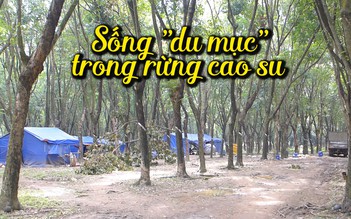 Cuộc sống “du mục” giữa rừng cao su Bình Phước