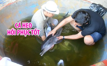 Cá heo bị vết thương xuyên thân ở Đà Nẵng đã phục hồi tốt