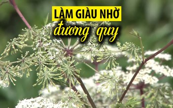 Người Xê Đăng làm giàu từ cây đương quy