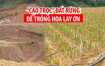 “Cạo trọc” hàng chục ngàn mét vuông đất rừng để trồng hoa lay ơn
