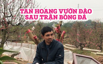 Uất ức vì kẻ gian phá tan hoang vườn đào ngay dịp giáp Tết