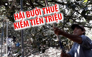 Người hái bưởi thuê kể chuyện dịp Tết kiếm tiền triệu mỗi ngày