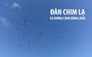 Đàn chim lạ cả trăm con sà xuống cánh đồng làng mùng 9 Tết