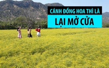 Sau 1 năm tan nát, cánh đồng hoa thì là lại hút chị em trong dịp 8.3