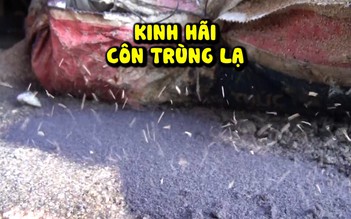 Kinh hãi côn trùng lạ đông hơn kiến tấn công người dân Phú Yên