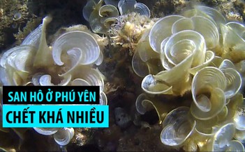 San hô vùng biển ven bờ Phú Yên chết khá nhiều