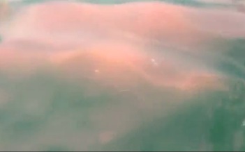Dải nước đỏ tại vùng biển Chân Mây - Lăng Cô là do tảo không độc tố