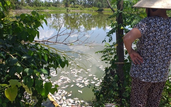 Cá chết trắng hồ không ai xử lý, người dân Thừa Thiên - Huế lo ngại ô nhiễm