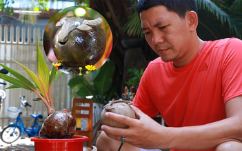 Người đàn ông tạo bonsai dừa hình trâu bán giá tiền triệu
