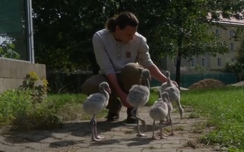 Dễ thương người dạy chim hồng hạc con tập đi