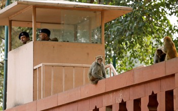 Khỉ mặt đỏ 'khủng bố' thủ đô Ấn Độ