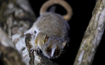 Giáo hoàng thăm Madagascar, loài vượn cáo chuột có được cứu?