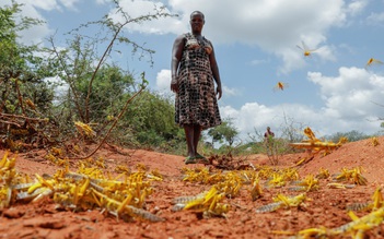 'Dịch châu chấu' phá sạch mùa màng, nông dân khốn khổ ở Kenya
