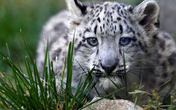 Động vật hoang dã toàn cầu giảm hơn 2/3 trong 50 năm qua