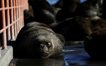 Hơn 300 con sư tử biển lên bờ 'xâm chiếm' thị trấn Chile