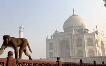 Đàn khỉ 'khủng bố' du khách viếng đền Taj Mahal ở Ấn Độ