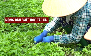 Ngỡ ngàng nông dân đổ xô vào hợp tác xã