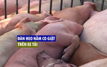 Bắt gọn đàn heo nằm co giật trên xe tải nghi nhiễm dịch tả lợn châu Phi