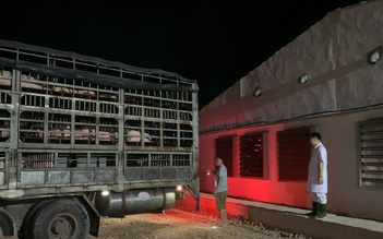 Xuyên đêm đưa đàn lợn giống vượt hơn 1.000km đi từ Thái Lan qua Lào về Việt Nam