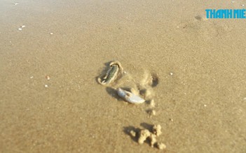 Sâu biển gây ngứa xuất hiện nhiều ở biển Vũng Tàu