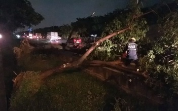 Cây xanh trên đại lộ Võ Văn Kiệt bật gốc nằm la liệt vì mưa gió