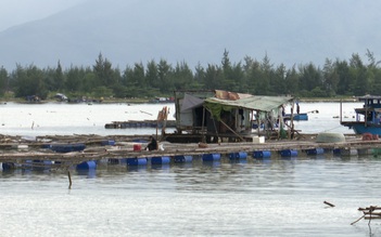 Cả trăm tấn cá lồng bè vịnh Mân Quang tồn đọng, người dân tha thiết cầu cứu