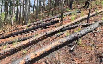 Kinh hoàng cảnh triệt hạ hàng trăm cây thông hơn 20 năm tuổi để chiếm đất