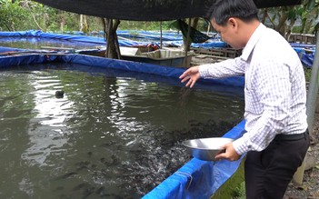 Nuôi cá tai tượng da beo, chàng trai trẻ thu hơn nửa tỉ đồng mỗi năm