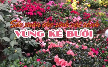 Sắc xuân chợ sinh vật cảnh vùng kẻ Bưởi