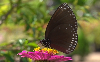 Ra mắt vườn bướm đầu tiên ở Khánh Hòa