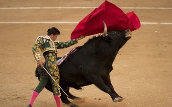 Trường đấu bò tót ở Madrid có ngày tưng bừng hiếm hoi giữa dịch Covid-19