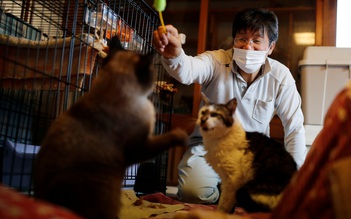 Người chăm sóc bầy mèo suốt 10 năm sau thảm họa động đất - sóng thần Fukushima