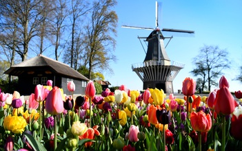 Mùa hoa tulip Hà Lan vắng bóng khách du lịch