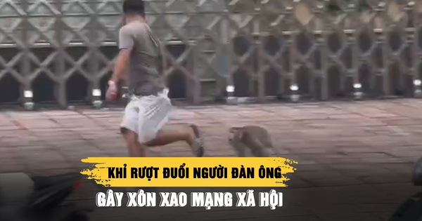 Khỉ rượt đuổi người đàn ông ở TP.HCM gây xôn xao mạng xã hội