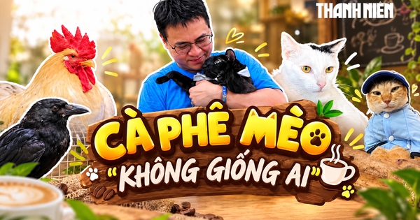 Cà phê mèo 'không giống ai' ở TP.HCM: Những hành trình hồi sinh kỳ diệu