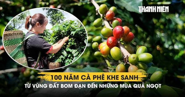 100 năm cà phê Khe Sanh: Từ vùng đất bom đạn đến những mùa quả ngọt