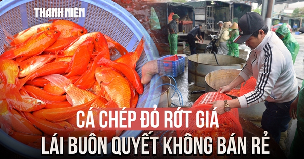 Cá chép đỏ rớt giá, lái buôn chợ Yên Sở quyết không bán rẻ