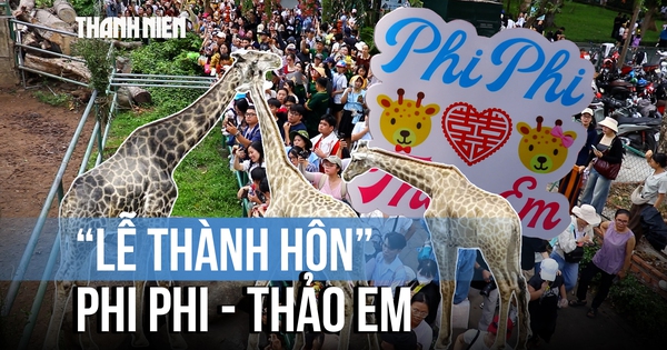 Độc lạ 'đám cưới' hươu cao cổ: Sính lễ toàn bắp, rau và lá cây