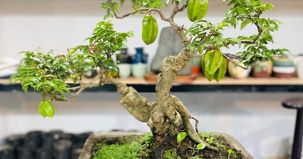 Cây khế 'hóa' bonsai thu về tiền triệu