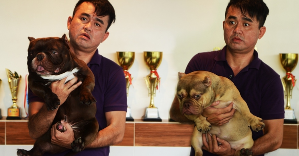 Người Sài Gòn chi cả tỉ mua chó Bully, sở hữu đàn thú cưng 8 tỉ đồng
