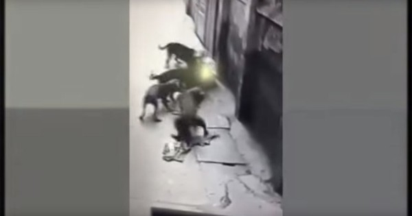 [VIDEO] Đàn chó dữ cắn chủ suýt chết ở Hà Nội