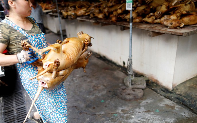lễ hội thịt chó - Lễ hội thịt chó là một trong những lễ hội độc đáo của Việt Nam nơi bạn có thể thưởng thức hương vị đặc biệt của thịt chó và trải nghiệm văn hóa địa phương. Hãy đến tham quan lễ hội và thưởng thức món ăn quen thuộc nhưng không kém phần thú vị này.
