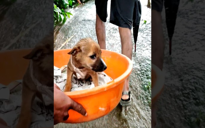 cứu chó con trong lũ lụt: tin tức, hình ảnh, video, bình luận mới nhất