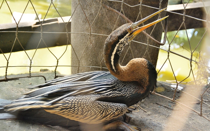Chim cổ rắn" - 8.492 Ảnh, vector và hình chụp có sẵn | Shutterstock